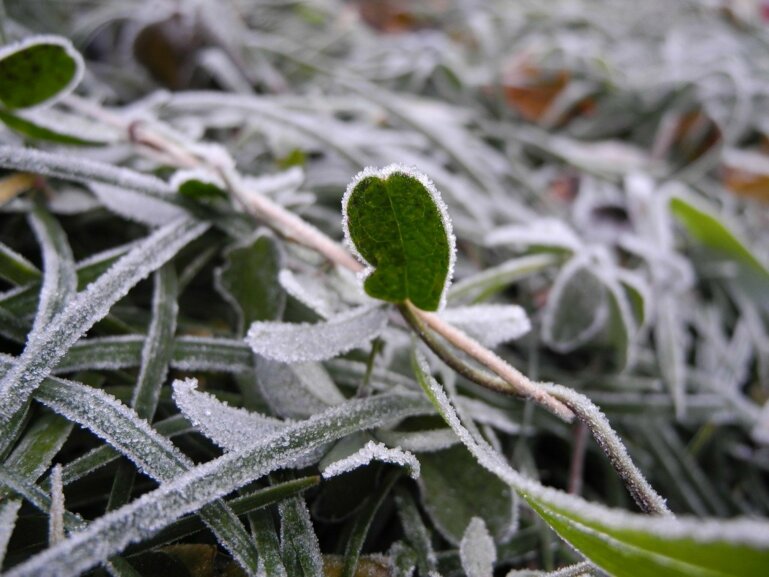 frozen-leaf-314848_1280