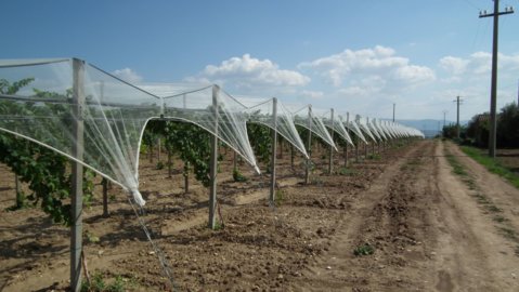 Fructus_grapes