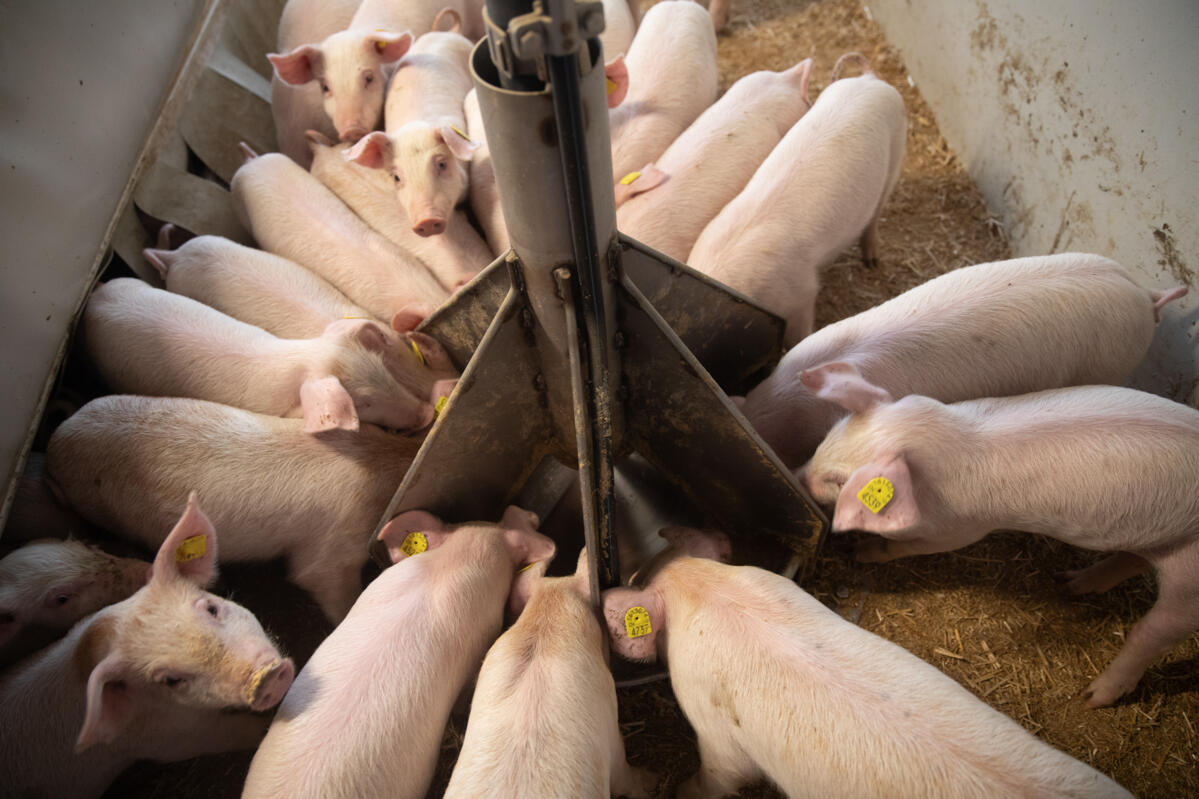 Grâce à une utilisation ciblée de la protéine (azote), l’alimentation pluriphase ou multiphase ménage l’environnement tout en optimisant la qualité de l...