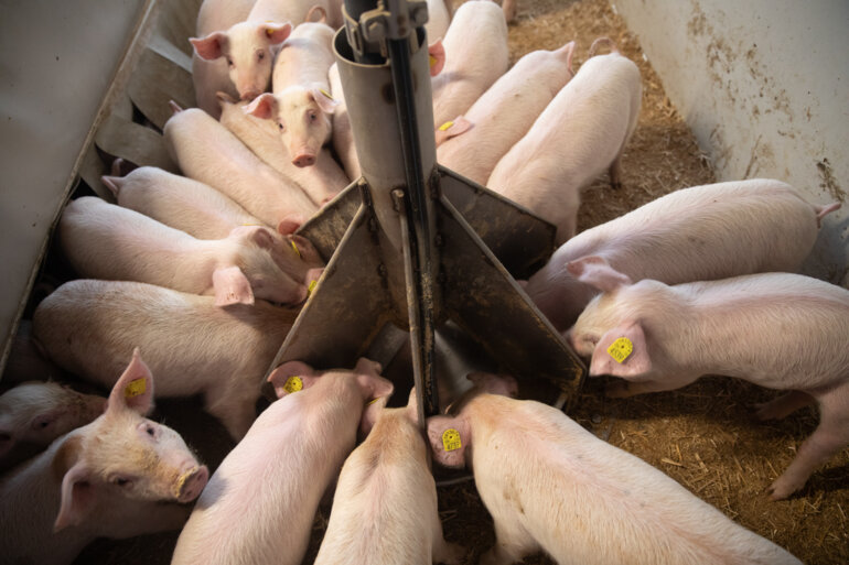 fütterung_schweinestall