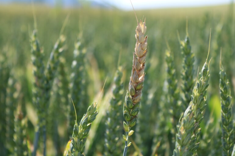 Fusarium_Ble_Drakopoulos