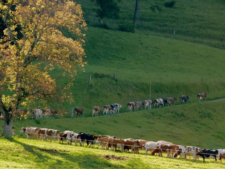 Futterbau_Gyger Marianne, Agriculture.ch