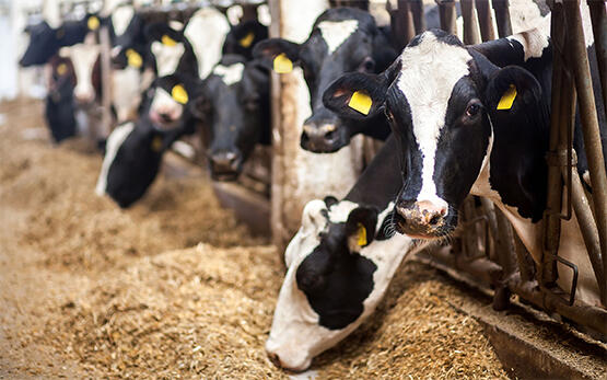 De nombreuses nouvelles entreprises