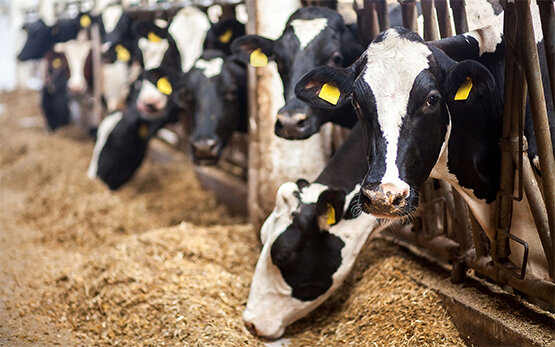 Futtermittel-Jahresbericht2019