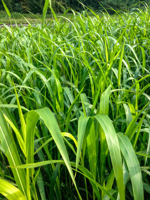 Futtersorghum