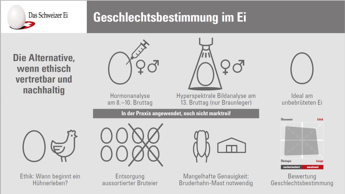 Eierproduktion soll ohne Kükentöten vonstattengehen