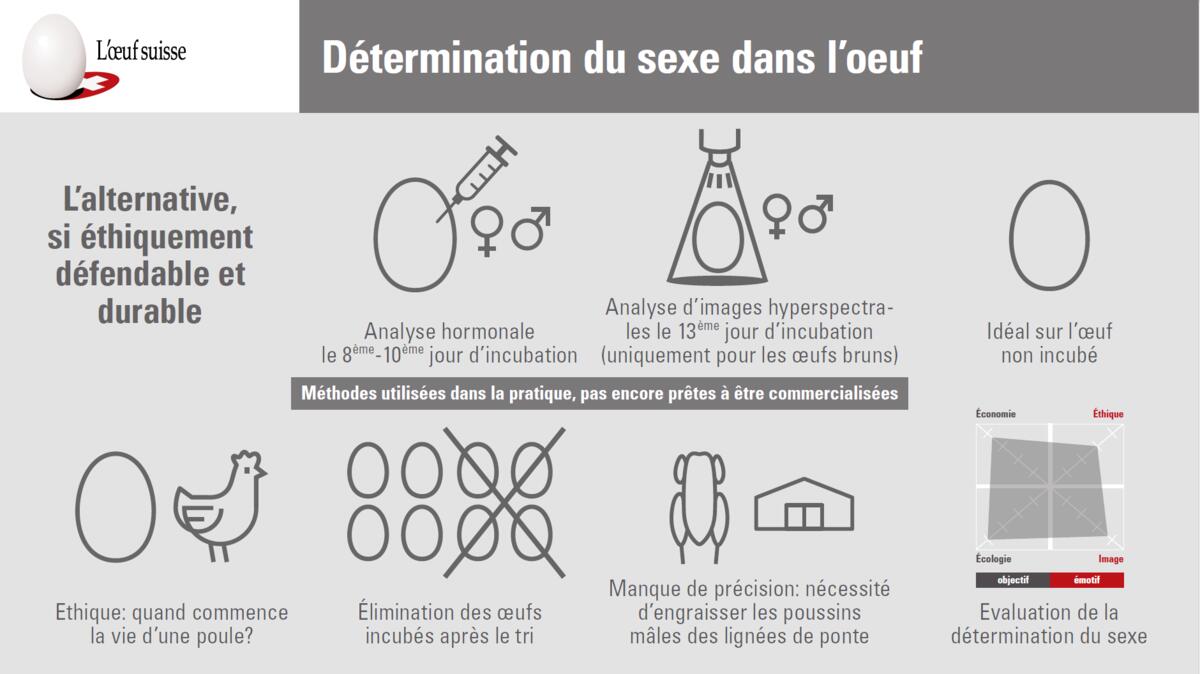 GalloSuisse veut des solutions pour une fin de la mise à mort des poussins mâles