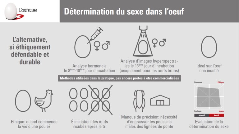 GalloSuisse_Kükentöten_f