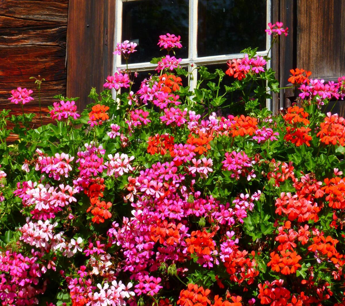 Beugen Geranien Euterentzündungen vor?