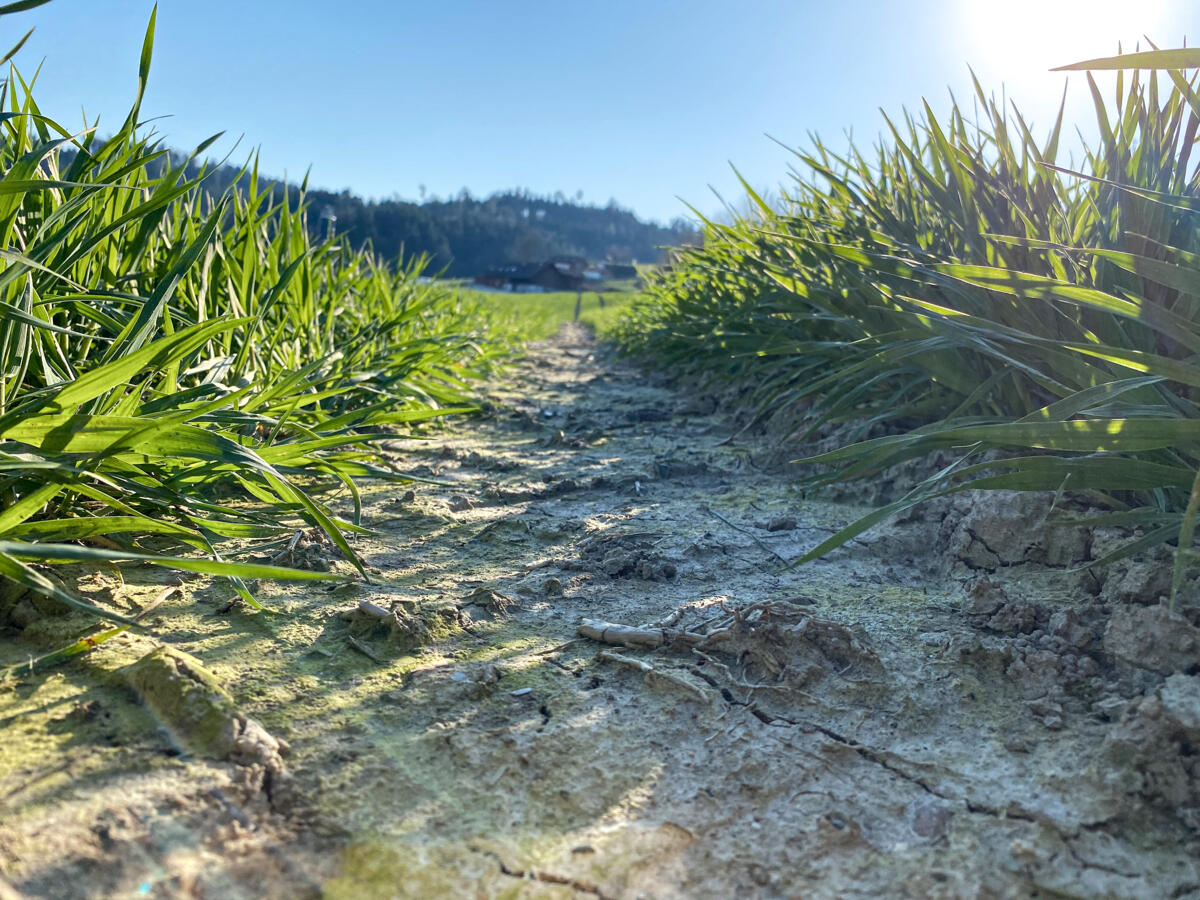 Dem Unkraut keine Chance geben