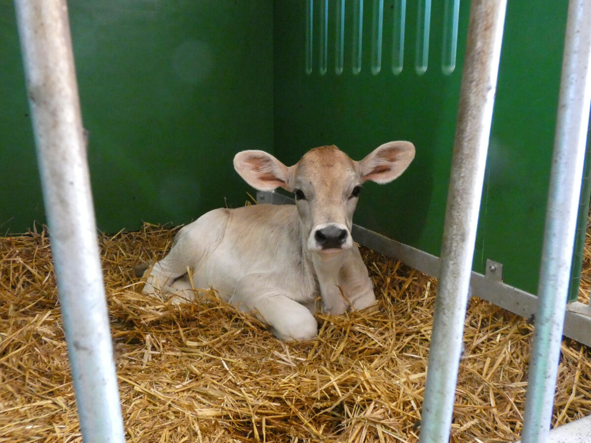 Gesunde Kälber? Ja, mit der Krieger Kälberhaltung!