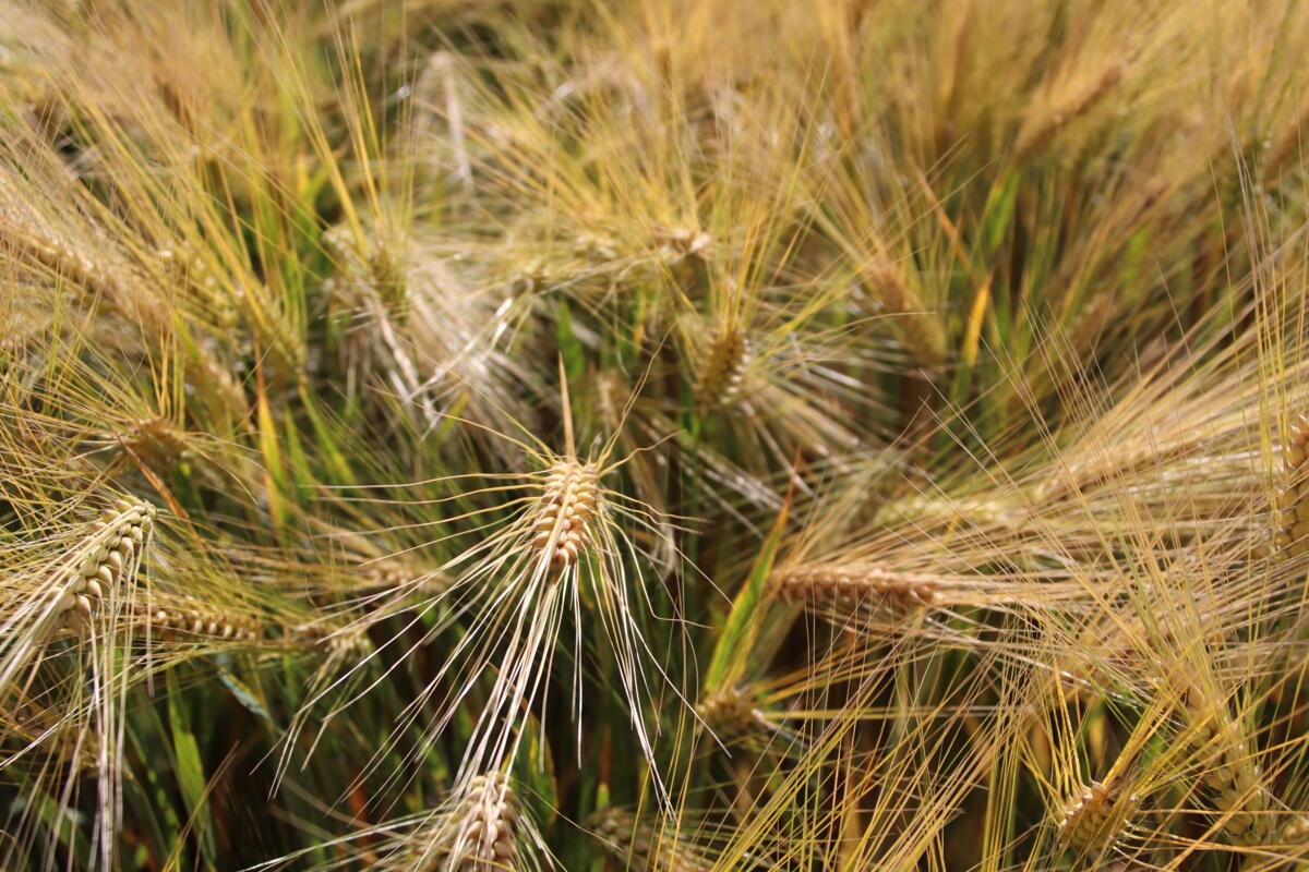 Stinkbrand am Getreide auf dem Vormarsch
