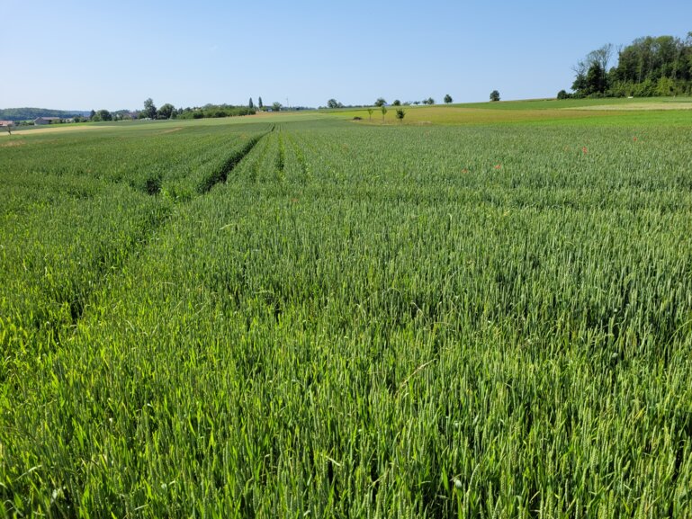 Getreide_bartoagri_kek