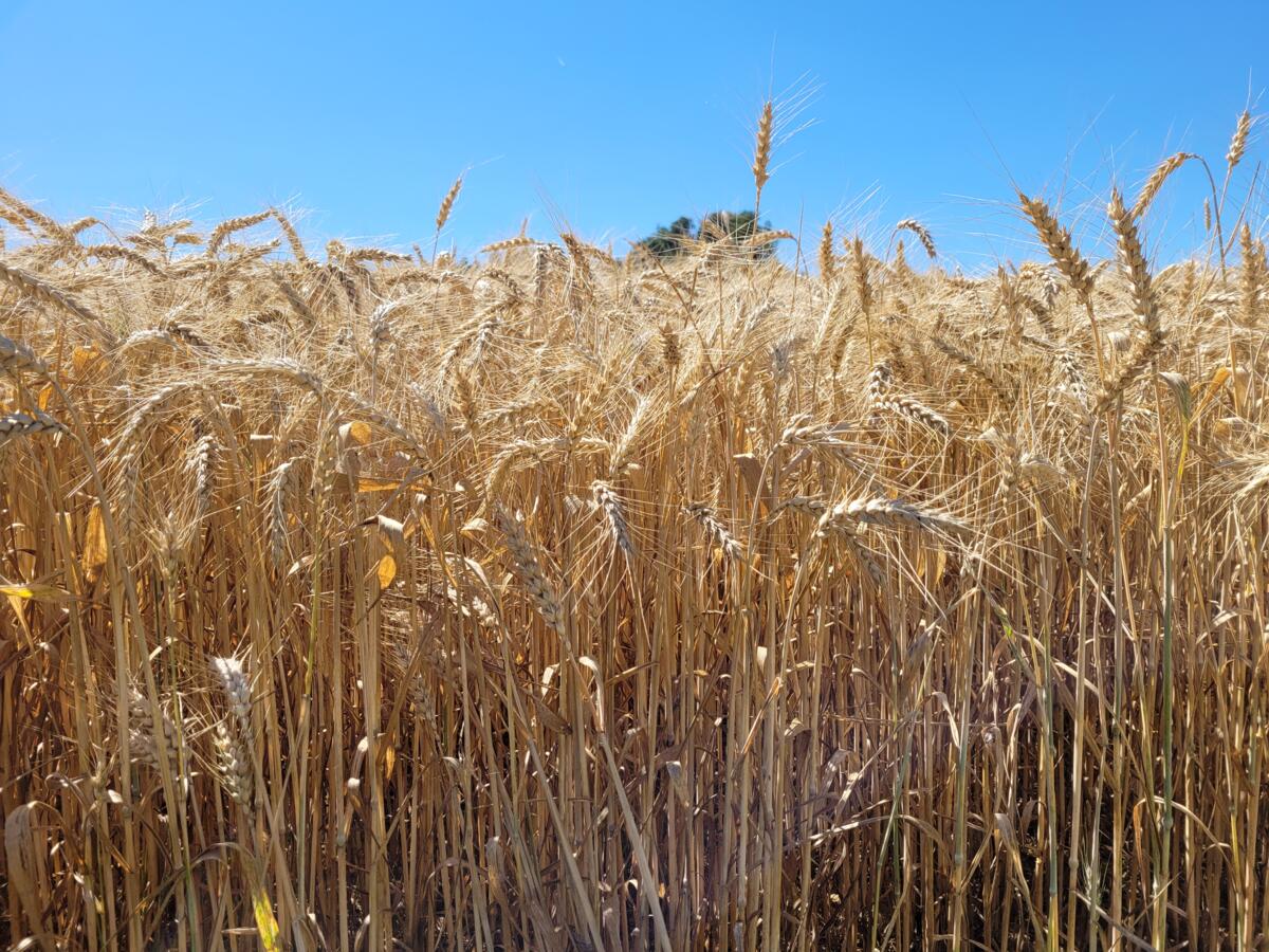 L’évolution positive des prix de paiement pour les céréales panifiables se poursuit.