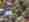 alt_text