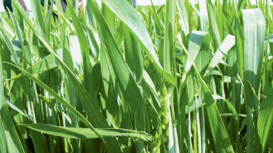 Getreidestimulatoren: Ertragssicherung im Extensoanbau