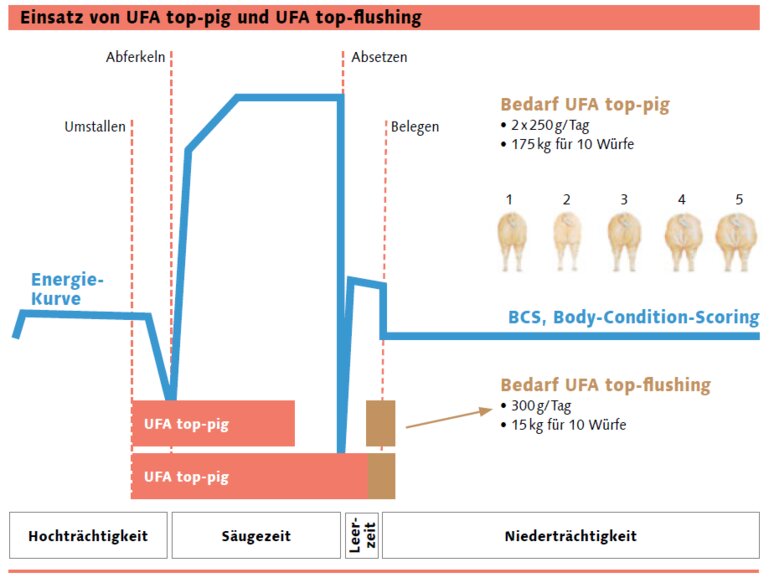 Grafik-ufa-top-pig