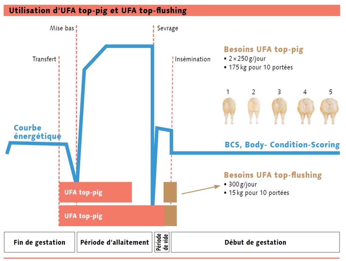 Parées pour affronter le creux estival