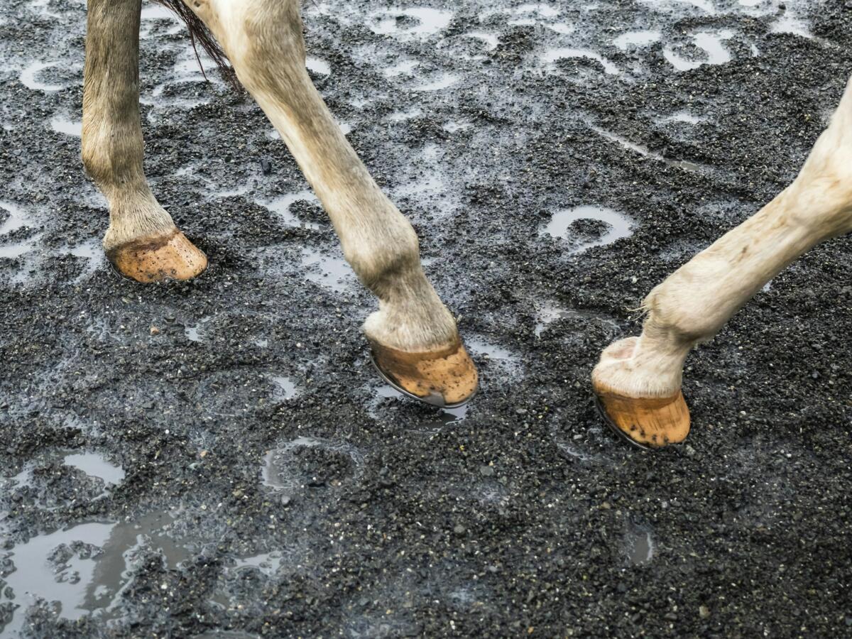 Gale de boue du cheval : que faire et ne pas faire ?