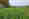 alt_text