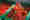 GUTKNECHT_072