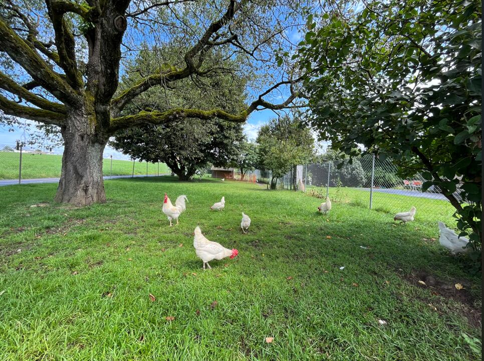 Parcelle expérimentale du pâturage pour poules, le 10.07.2024