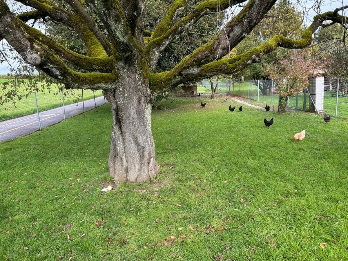 Parcelle expérimentale du pâturage pour poules, le 24.10.2024