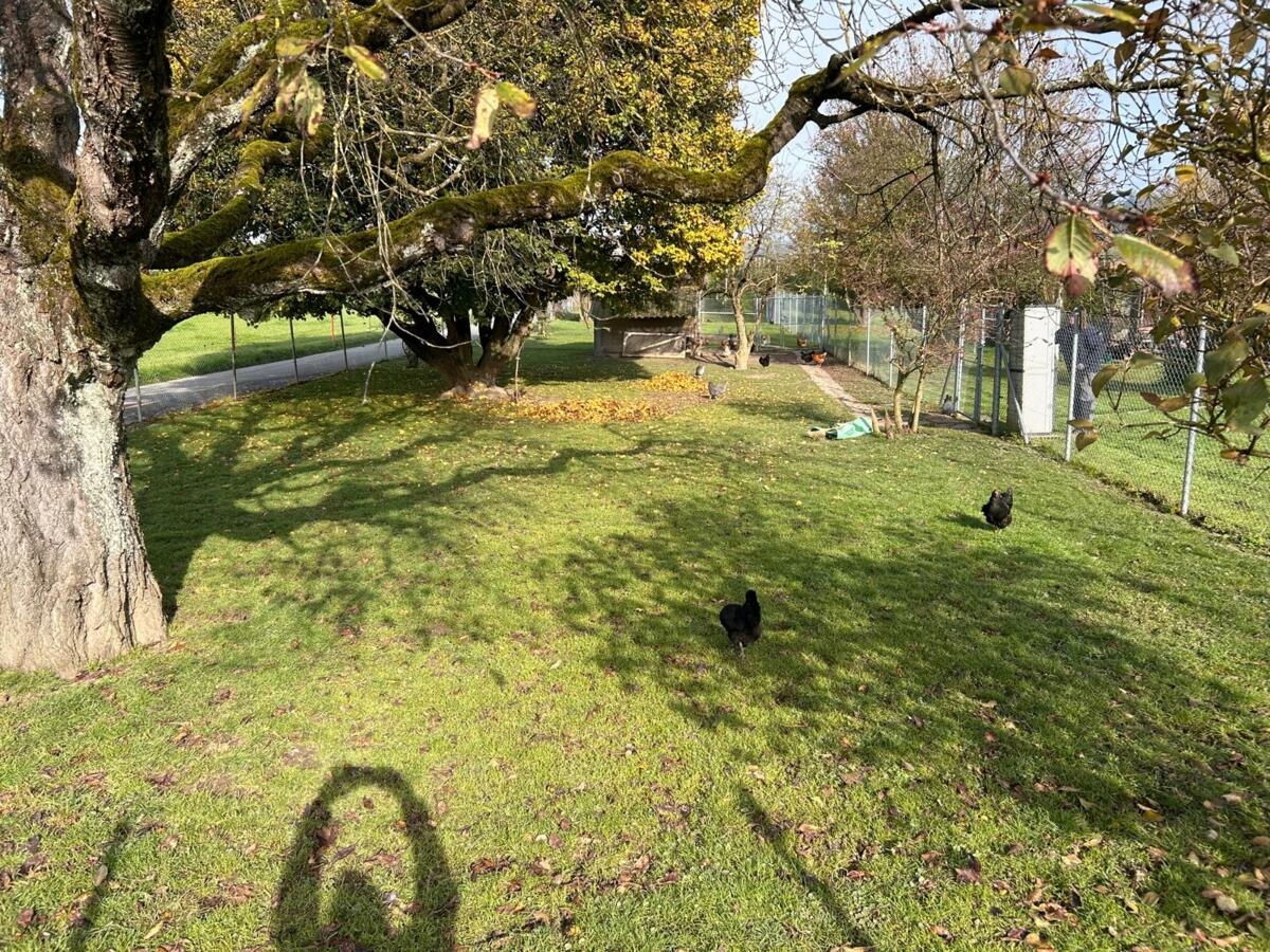 Parcelle expérimentale du pâturage pour poules, le 24.11.2024