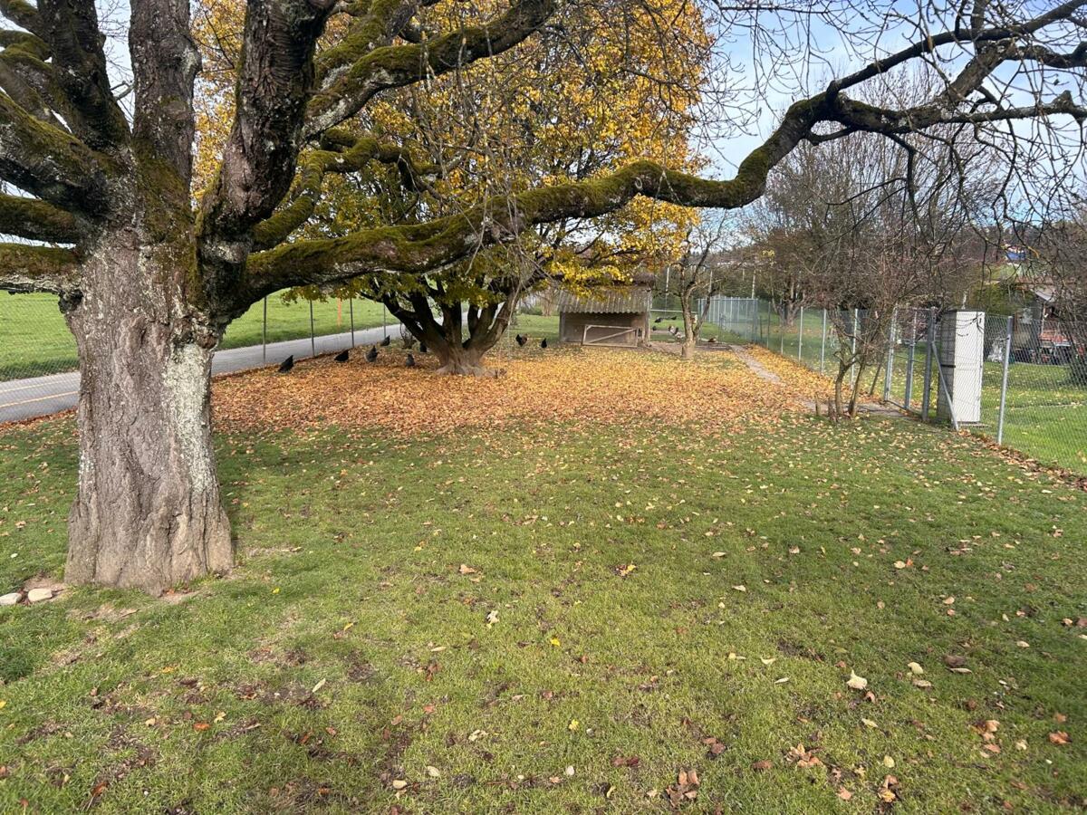 Versuchsfläche Hühnerauslauf am 18.11.2024