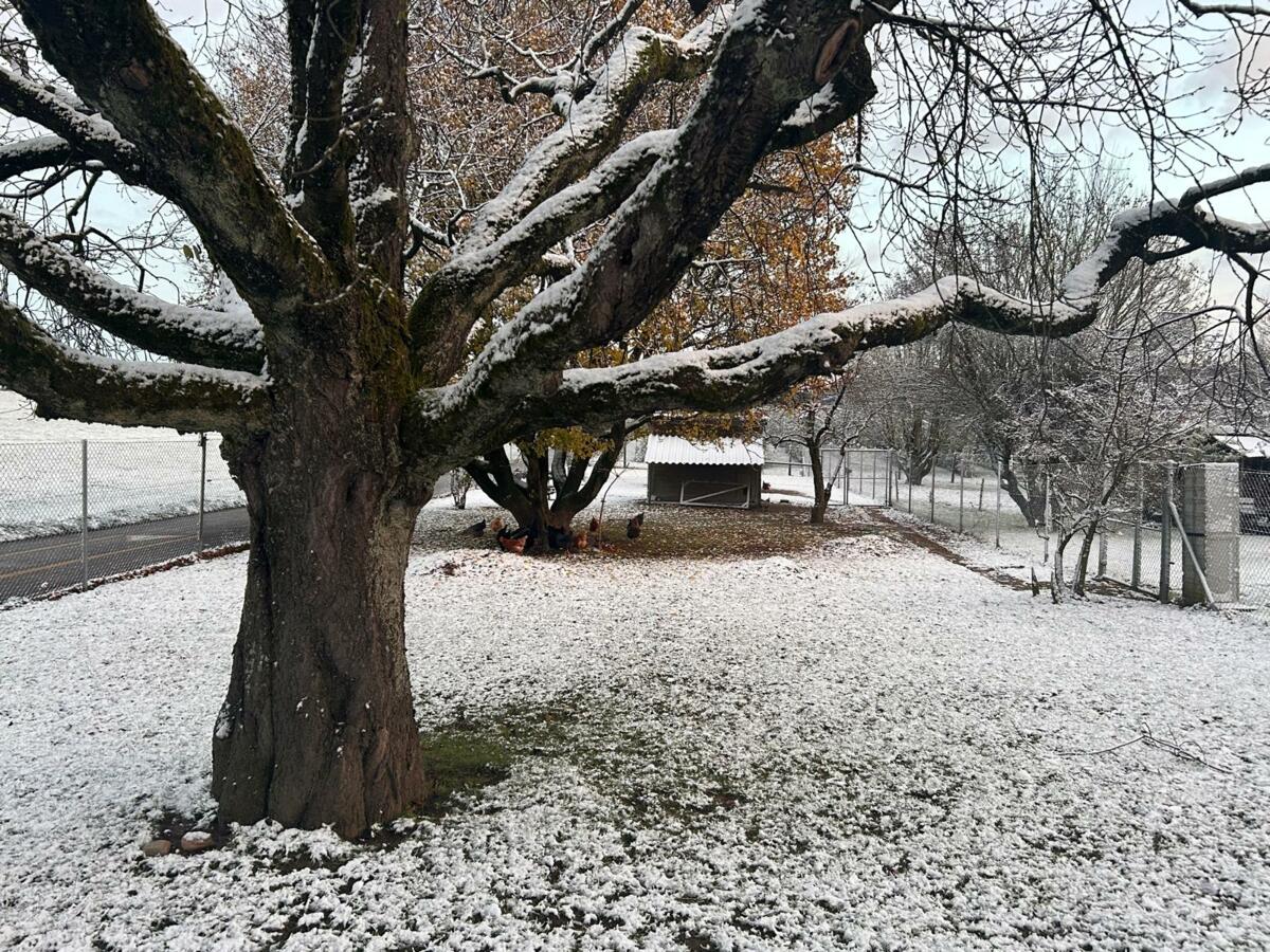 Parcelle expérimentale du pâturage pour poules, le 24.11.2024