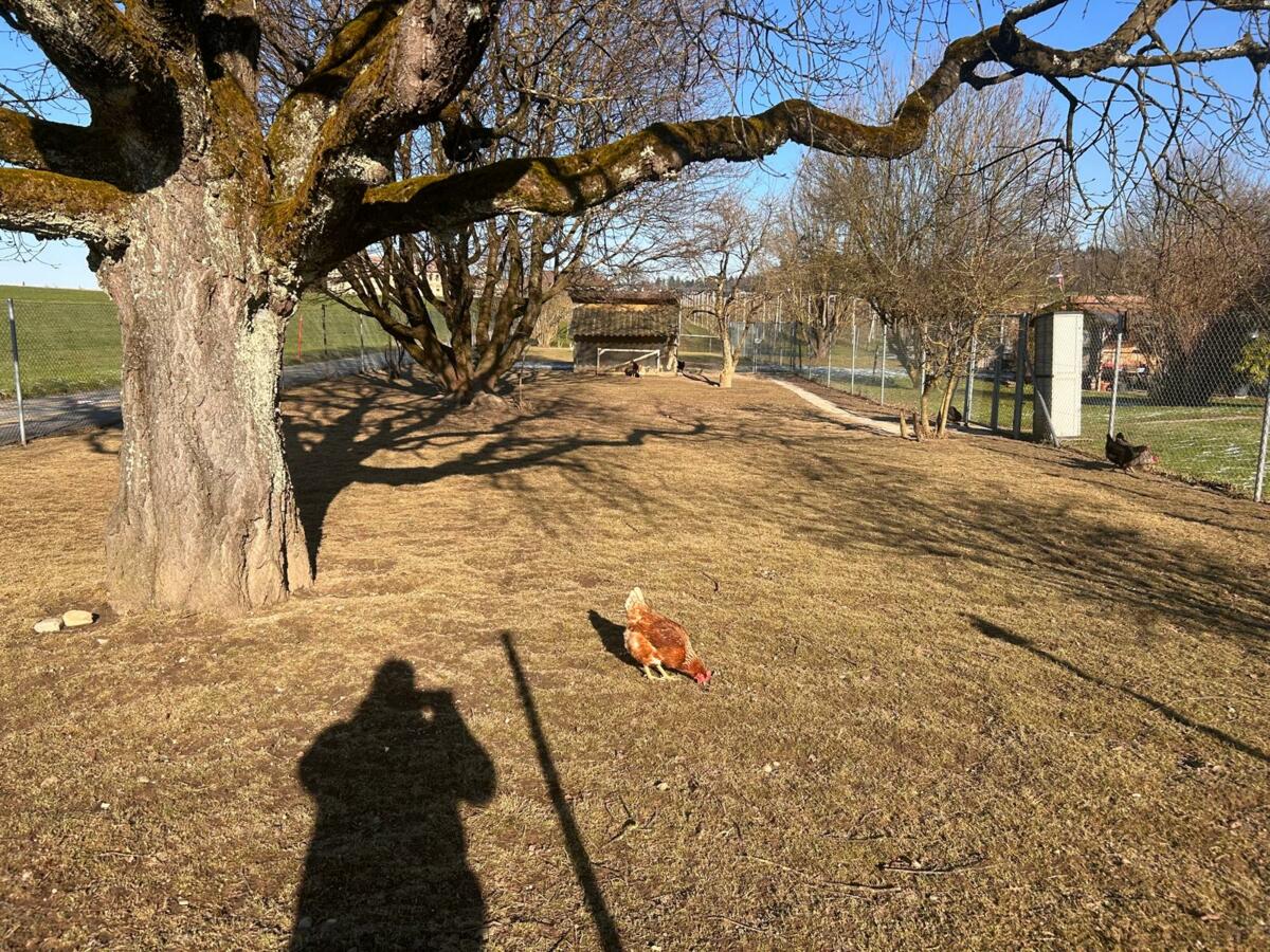 Parcelle expérimentale du pâturage pour poules, le 25.01.2025