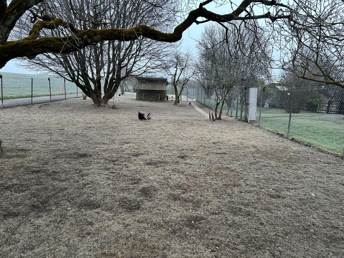 Parcelle expérimentale du pâturage pour poules, le 21.01.2025