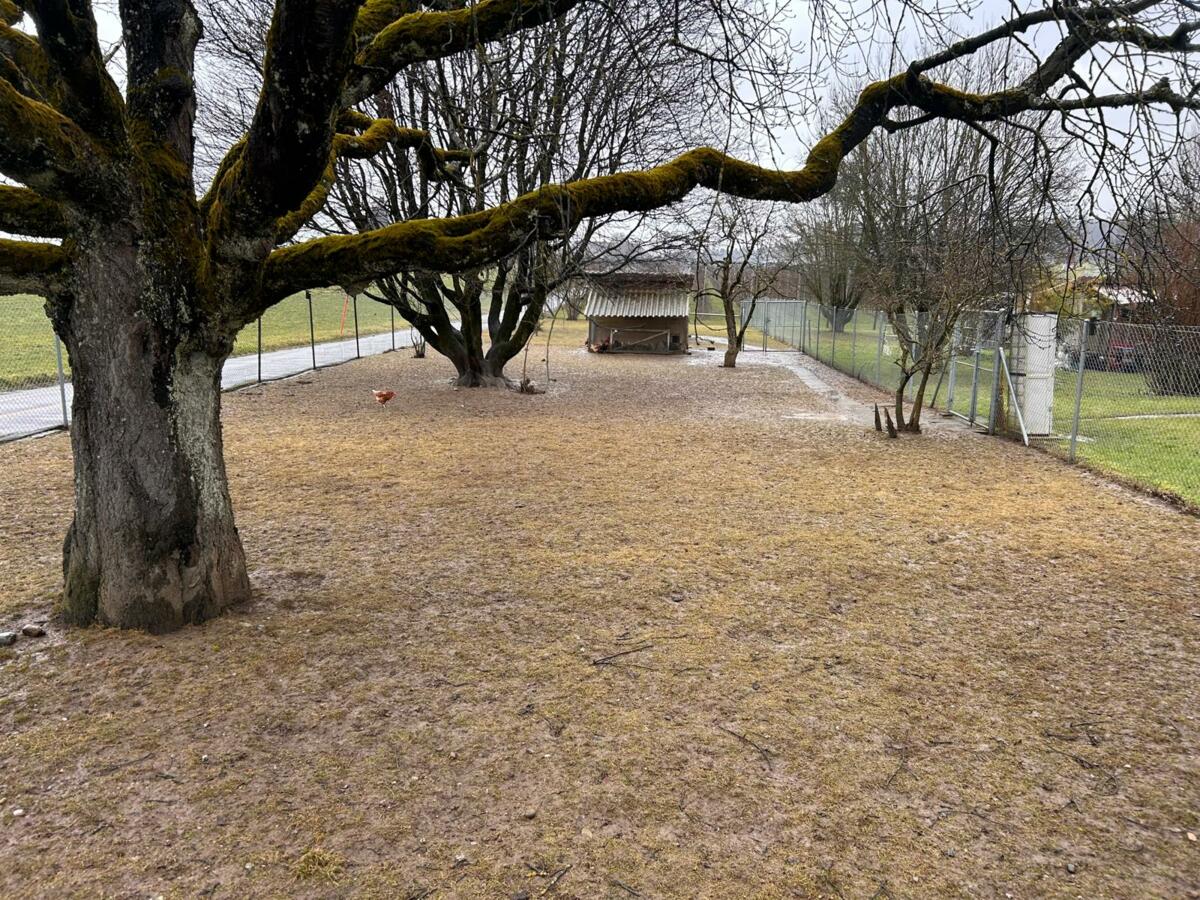 Versuchsfläche Hühnerauslauf am 27.01.2025