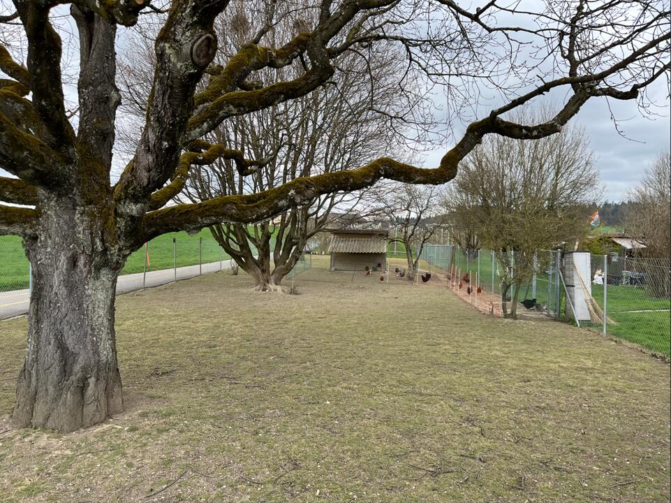 Parcelle expérimentale du pâturage pour poules, le 27.03.2025