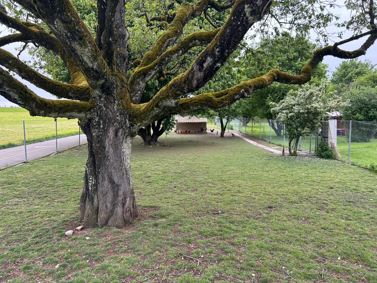 Parcelle expérimentale du pâturage pour poules, le 06.05.2025