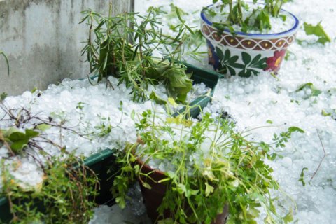 Hagel_bioterra