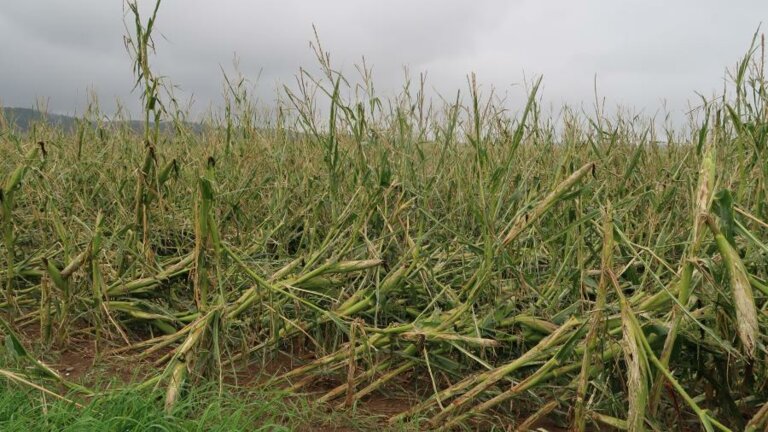 hagelschaden_mais_Schweizer Hagel