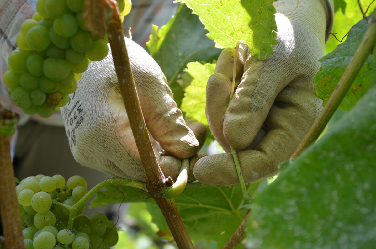 Für Nachfolgearbeiten im Weinbau sind Handschuhe mit gummierten Fingern und Handflächen zu tragen, um den Kontakt mit Pflanzenschutzmitteln zu vermeiden...