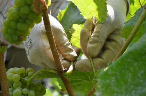 Handschuhe_kompakt_2020_d (1).pdf