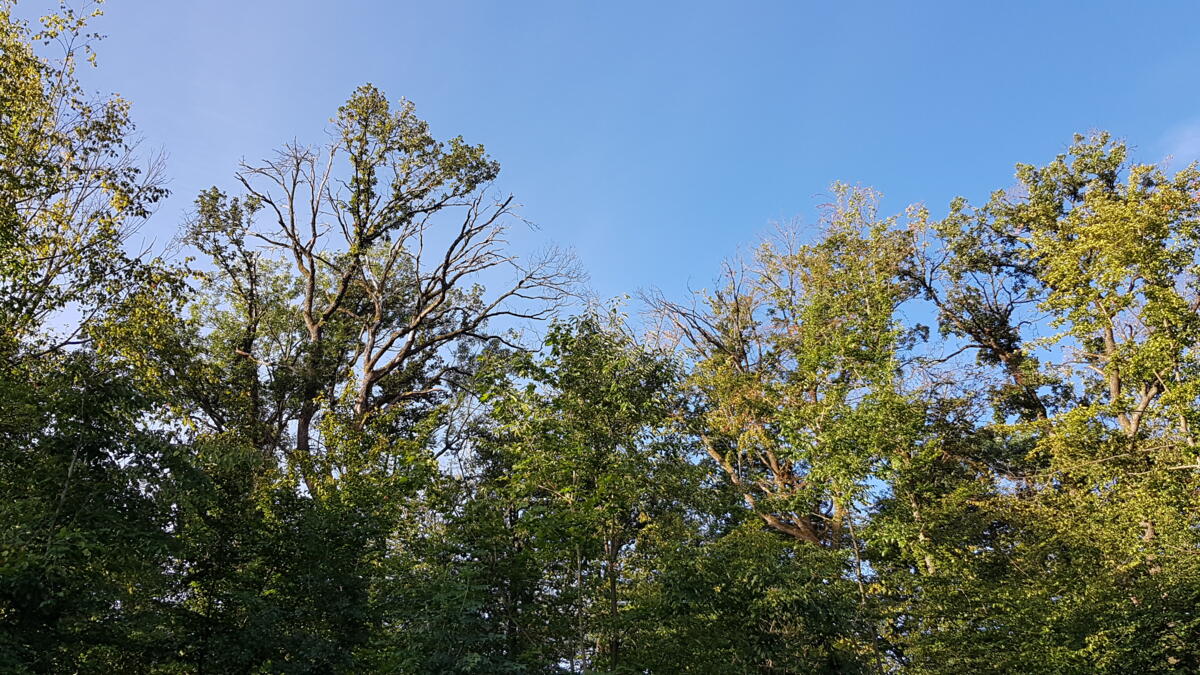 Von der Trockenheit 2018 erholten sich etliche Buchen im Hardwald bei Basel nicht mehr (Aufnahme: August 2020).