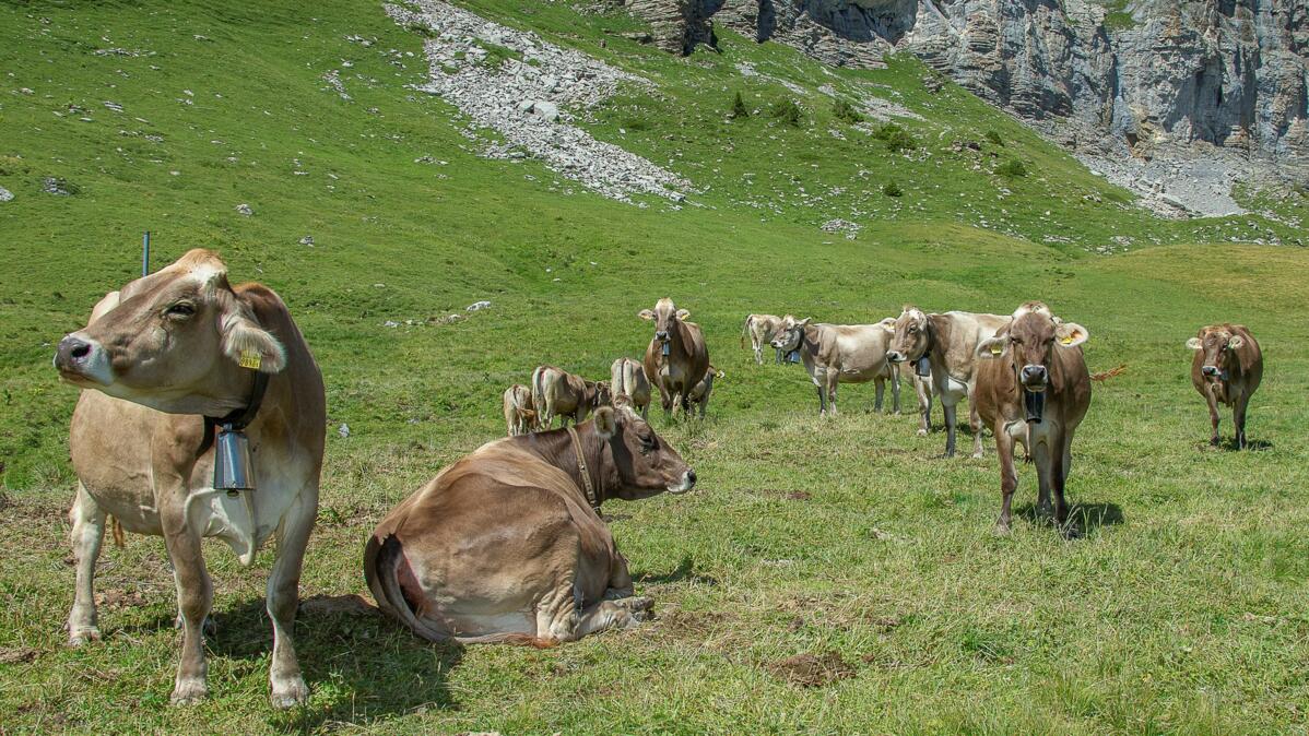 Braunvieh produzierte wieder über 7'300 kg Milch