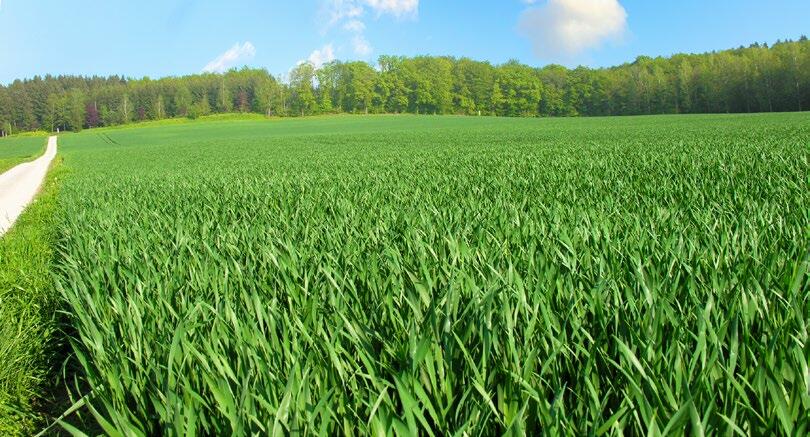 Biostimulateurs en production céréalière: Les 20 % restants