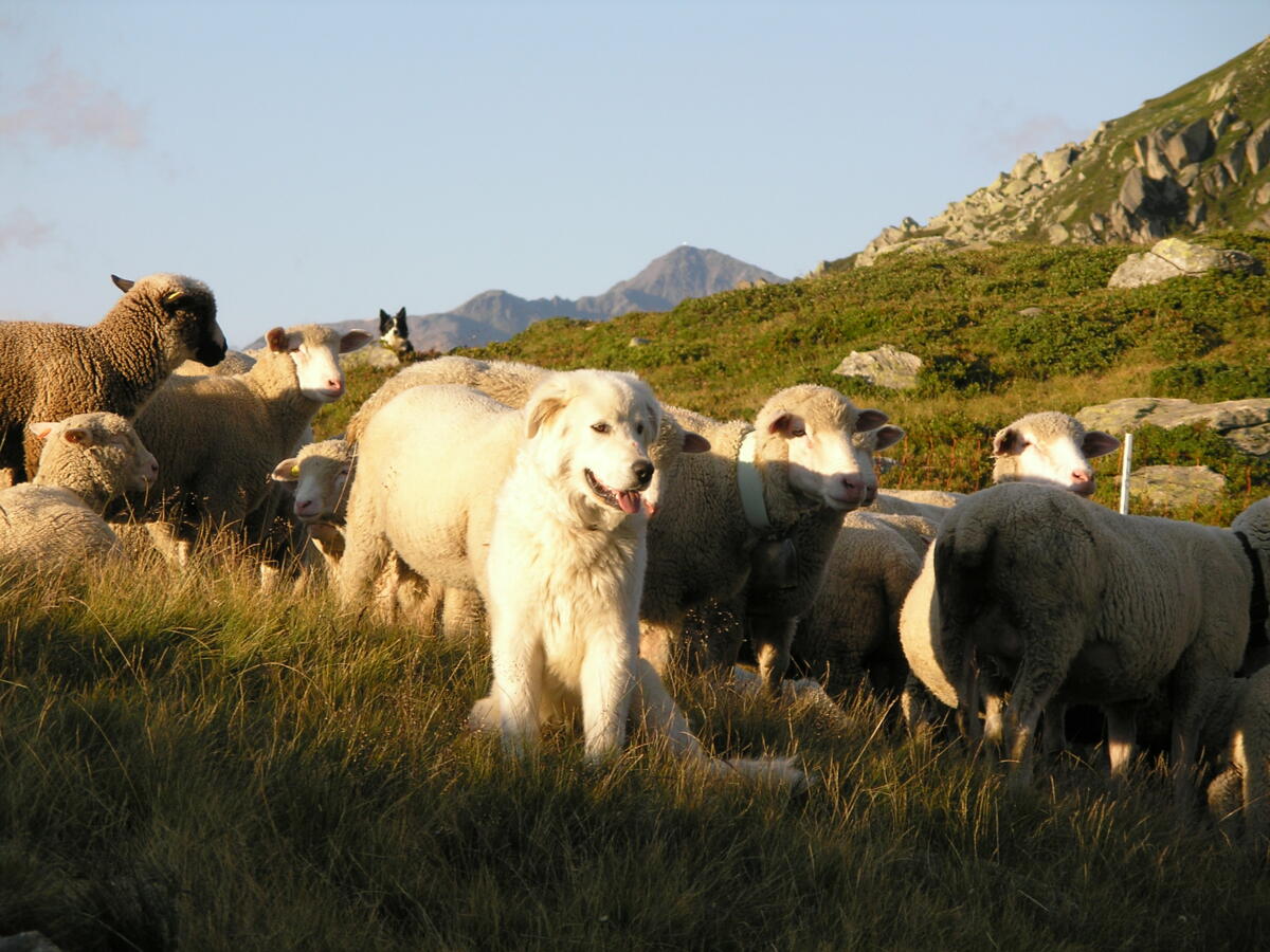 Le pâturage tournant et le gardiennage permanent sont plus gourmands en travail et sont aussi des conditions en vue d’une protection efficace par les ch...