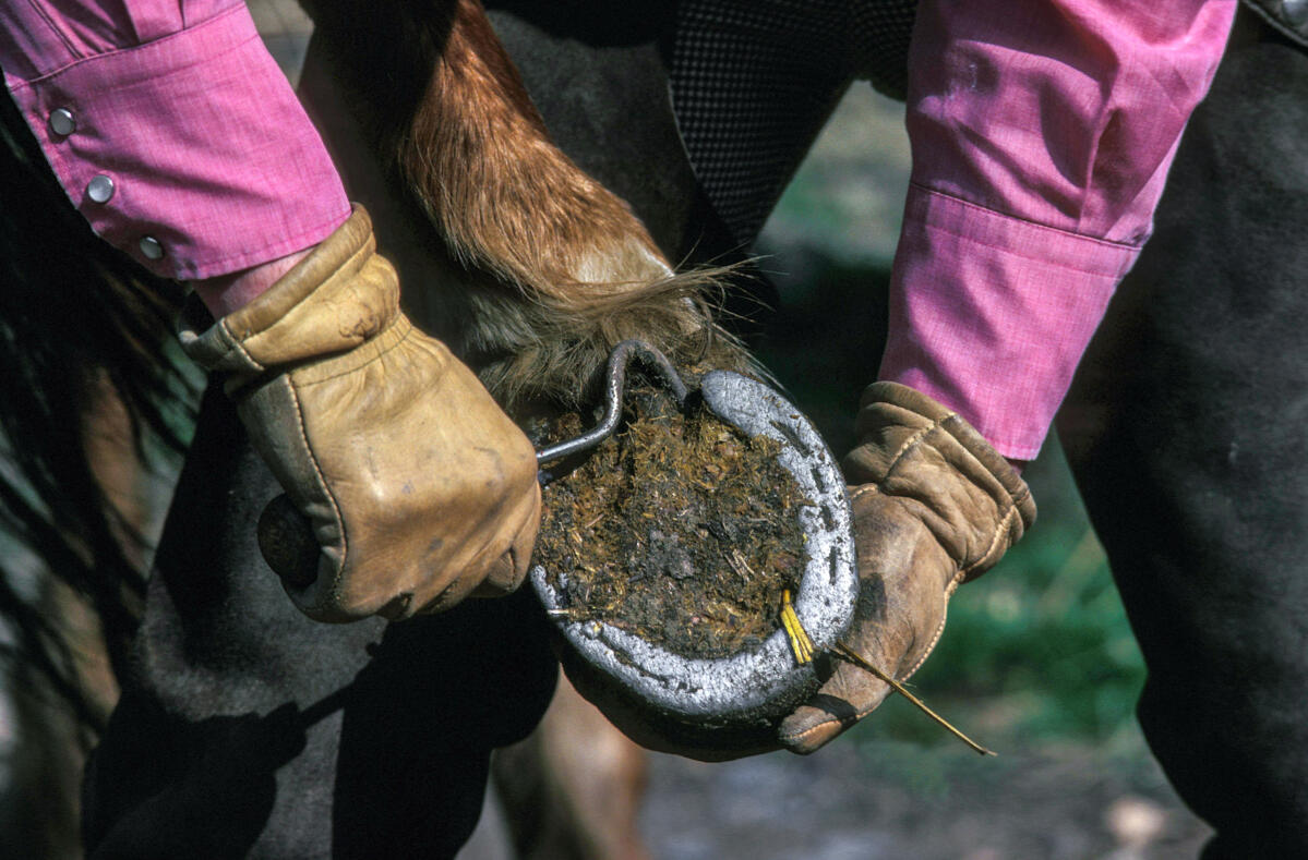 Von den gut 100 000 Schweizer Freizeitpferden leben rund 70 Prozent auf einem Landwirtschaftsbetrieb. Die Haltung von Pensionspferden ist lukrativ, stel...