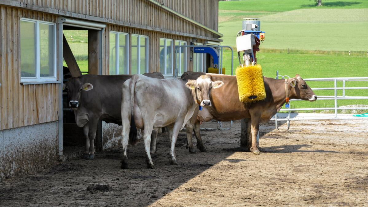 La zone de confort thermique d’une vache va de 0 à 15° C.
