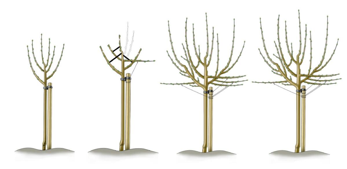 Oeschbergkrone Jungbaum: Pflanzschnitt und Aufbauschnitt.