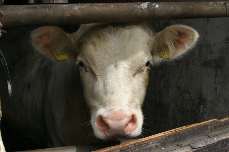 hoflaedchen-joest-bull-6610838