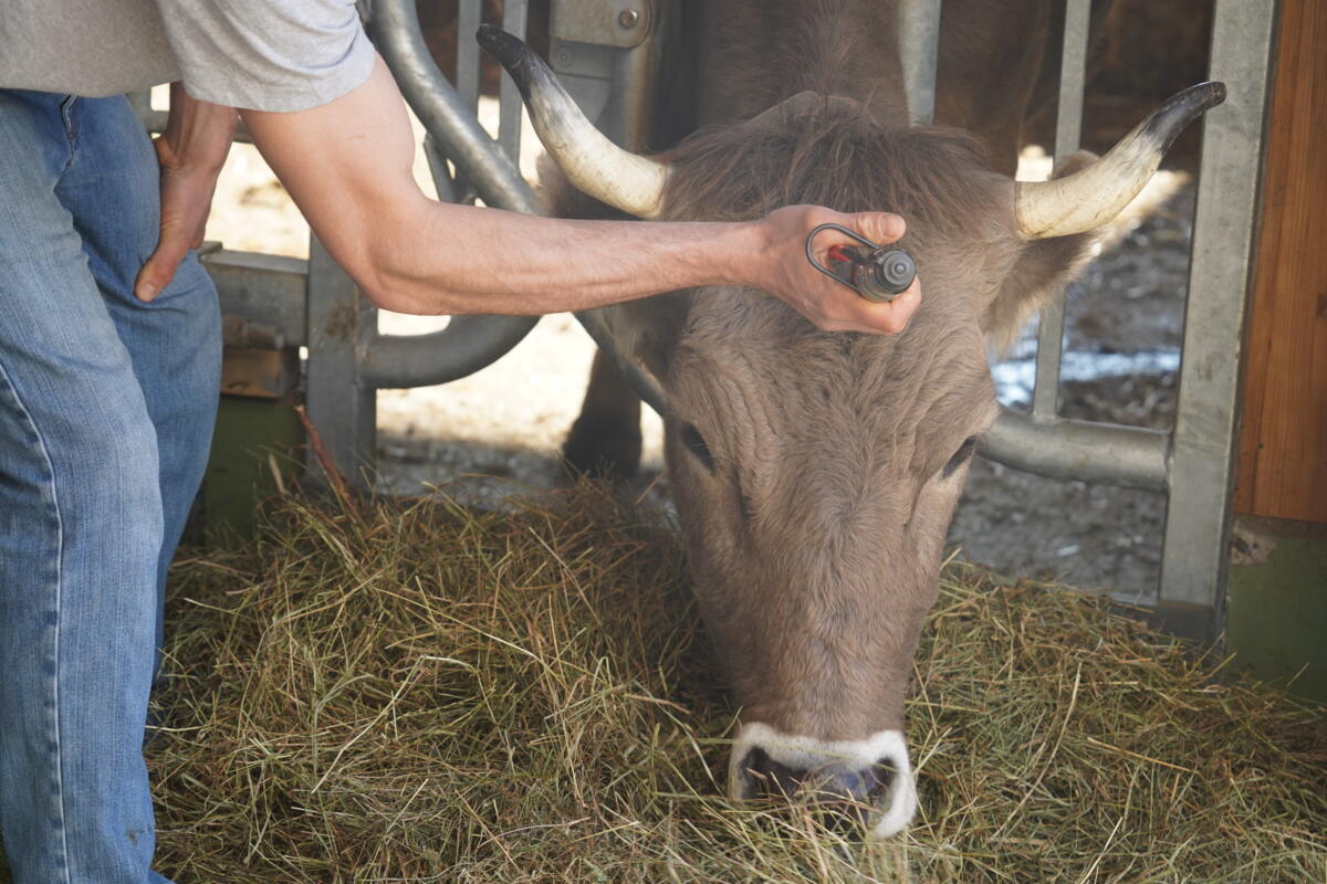 FiBL baut Beratungsangebot zur Hoftötung aus