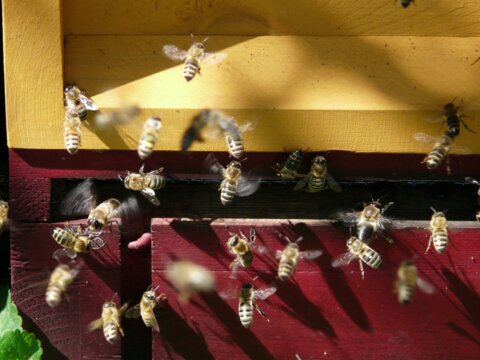 honey-bees-7447