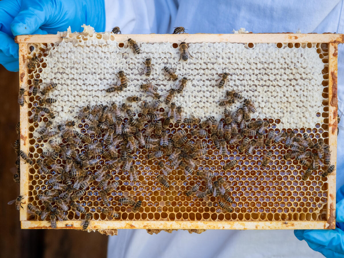 Récolte de miel supérieure à la moyenne en 2025